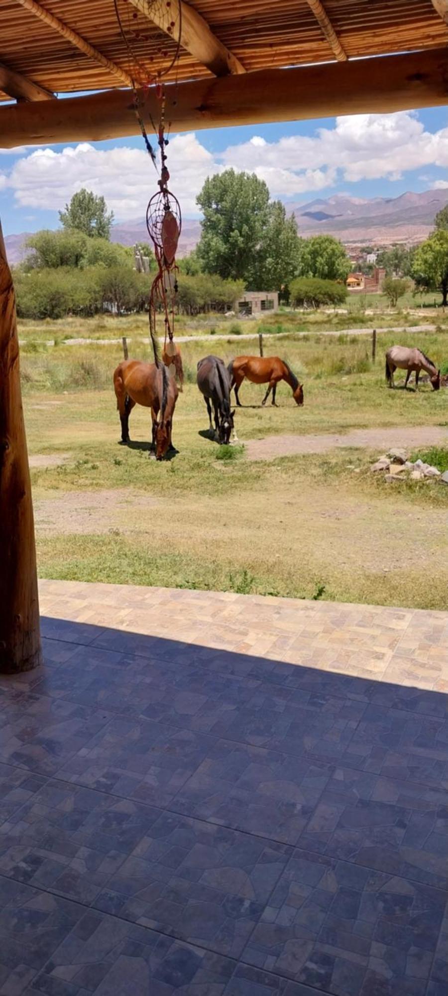Hotel Cabañitas EL REPOSO HUMAHUACA Exterior foto